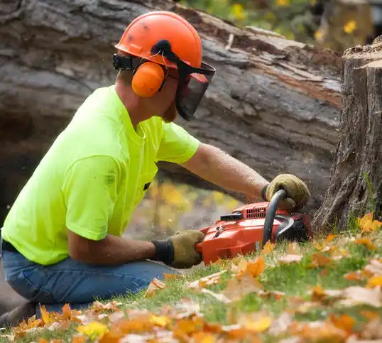 tree services Sandy Hook